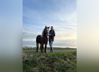 Cob Irlandese / Tinker / Gypsy Vanner, Castrone, 5 Anni, 130 cm, Baio chiaro