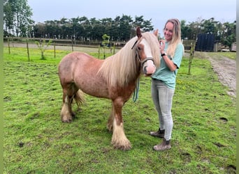 Cob Irlandese / Tinker / Gypsy Vanner, Castrone, 5 Anni, 130 cm, Baio chiaro