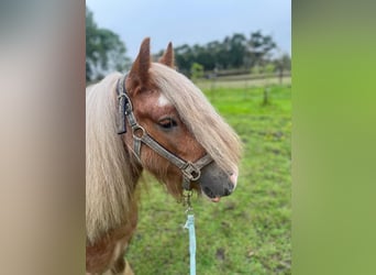 Cob Irlandese / Tinker / Gypsy Vanner, Castrone, 5 Anni, 130 cm, Baio chiaro