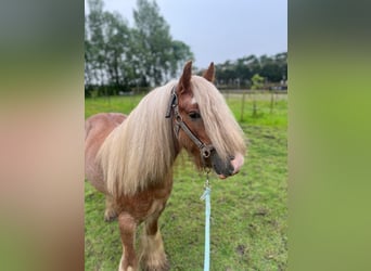 Cob Irlandese / Tinker / Gypsy Vanner, Castrone, 5 Anni, 130 cm, Baio chiaro