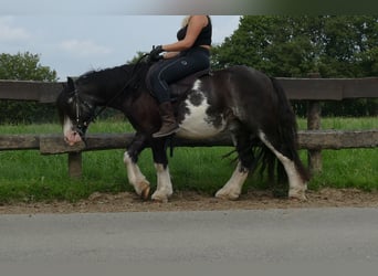 Cob Irlandese / Tinker / Gypsy Vanner, Castrone, 5 Anni, 133 cm, Pezzato