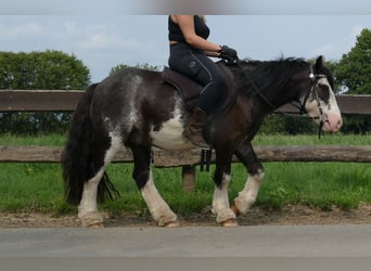 Cob Irlandese / Tinker / Gypsy Vanner, Castrone, 5 Anni, 133 cm, Pezzato