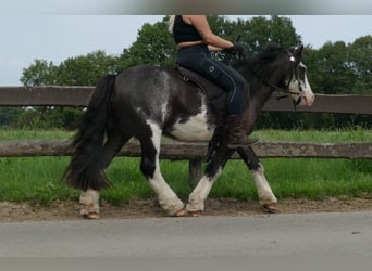 Cob Irlandese / Tinker / Gypsy Vanner, Castrone, 5 Anni, 133 cm, Pezzato