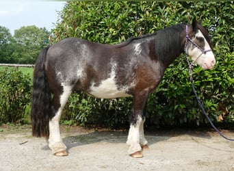 Cob Irlandese / Tinker / Gypsy Vanner, Castrone, 5 Anni, 133 cm, Pezzato