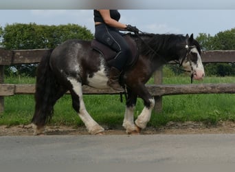 Cob Irlandese / Tinker / Gypsy Vanner, Castrone, 5 Anni, 133 cm, Pezzato