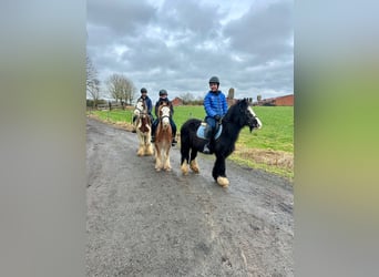 Cob Irlandese / Tinker / Gypsy Vanner, Castrone, 5 Anni, 134 cm, Pezzato