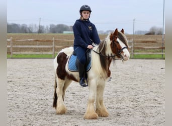 Cob Irlandese / Tinker / Gypsy Vanner, Castrone, 5 Anni, 134 cm, Pezzato