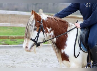 Cob Irlandese / Tinker / Gypsy Vanner, Castrone, 5 Anni, 134 cm, Pezzato