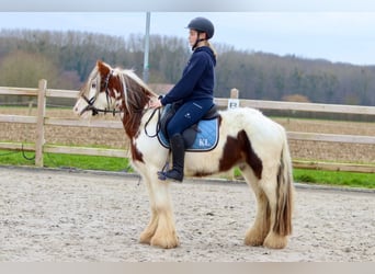 Cob Irlandese / Tinker / Gypsy Vanner, Castrone, 5 Anni, 134 cm, Pezzato