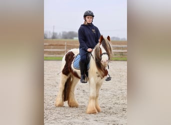 Cob Irlandese / Tinker / Gypsy Vanner, Castrone, 5 Anni, 134 cm, Pezzato