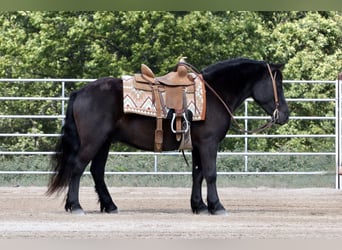 Cob Irlandese / Tinker / Gypsy Vanner Mix, Castrone, 5 Anni, 135 cm, Morello