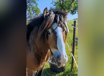 Cob Irlandese / Tinker / Gypsy Vanner, Castrone, 5 Anni, 138 cm, Baio