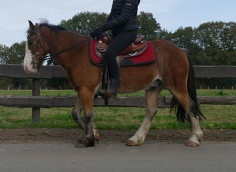 Cob Irlandese / Tinker / Gypsy Vanner, Castrone, 5 Anni, 138 cm, Baio