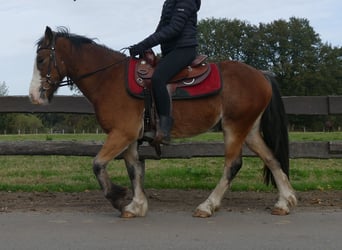 Cob Irlandese / Tinker / Gypsy Vanner, Castrone, 5 Anni, 138 cm, Baio