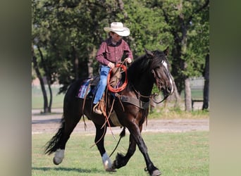 Cob Irlandese / Tinker / Gypsy Vanner Mix, Castrone, 5 Anni, 140 cm, Morello