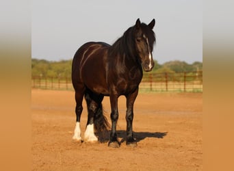 Cob Irlandese / Tinker / Gypsy Vanner Mix, Castrone, 5 Anni, 140 cm, Morello