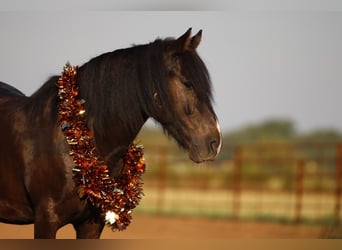 Cob Irlandese / Tinker / Gypsy Vanner Mix, Castrone, 5 Anni, 140 cm, Morello