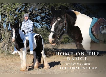 Cob Irlandese / Tinker / Gypsy Vanner, Castrone, 5 Anni, 142 cm, Leopard