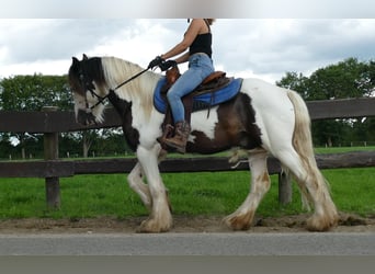 Cob Irlandese / Tinker / Gypsy Vanner, Castrone, 5 Anni, 142 cm, Pezzato