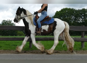 Cob Irlandese / Tinker / Gypsy Vanner, Castrone, 5 Anni, 142 cm, Pezzato