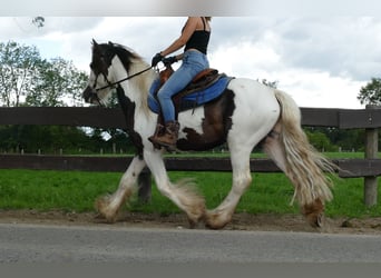 Cob Irlandese / Tinker / Gypsy Vanner, Castrone, 5 Anni, 142 cm, Pezzato