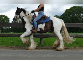 Cob Irlandese / Tinker / Gypsy Vanner, Castrone, 5 Anni, 142 cm, Pezzato