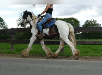 Cob Irlandese / Tinker / Gypsy Vanner, Castrone, 5 Anni, 142 cm, Pezzato