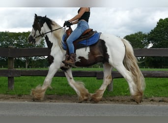 Cob Irlandese / Tinker / Gypsy Vanner, Castrone, 5 Anni, 142 cm, Pezzato