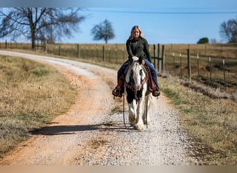 Cob Irlandese / Tinker / Gypsy Vanner, Castrone, 5 Anni, 142 cm, Tobiano-tutti i colori