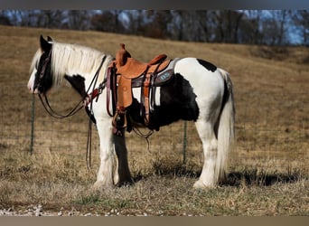 Cob Irlandese / Tinker / Gypsy Vanner, Castrone, 5 Anni, 142 cm, Tobiano-tutti i colori