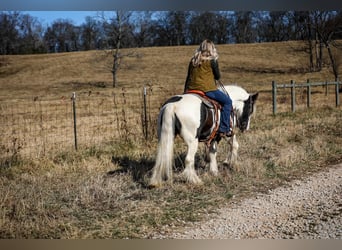 Cob Irlandese / Tinker / Gypsy Vanner, Castrone, 5 Anni, 142 cm, Tobiano-tutti i colori