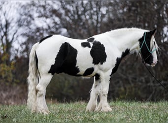 Cob Irlandese / Tinker / Gypsy Vanner, Castrone, 5 Anni, 142 cm, Tobiano-tutti i colori