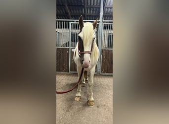 Cob Irlandese / Tinker / Gypsy Vanner, Castrone, 5 Anni, 145 cm, Pezzato