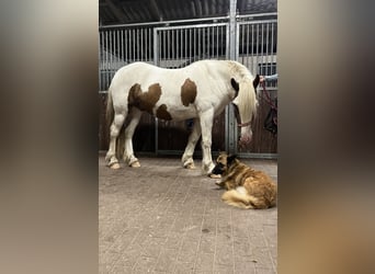 Cob Irlandese / Tinker / Gypsy Vanner, Castrone, 5 Anni, 145 cm, Pezzato