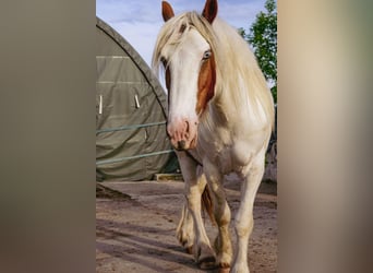 Cob Irlandese / Tinker / Gypsy Vanner, Castrone, 5 Anni, 145 cm, Pezzato