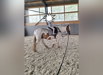 Cob Irlandese / Tinker / Gypsy Vanner, Castrone, 5 Anni, 145 cm, Pezzato