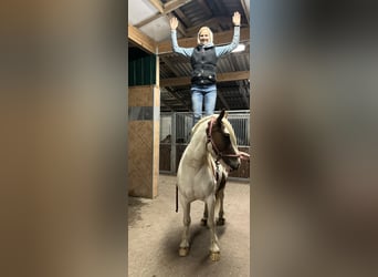 Cob Irlandese / Tinker / Gypsy Vanner, Castrone, 5 Anni, 145 cm, Pezzato