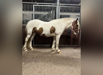 Cob Irlandese / Tinker / Gypsy Vanner, Castrone, 5 Anni, 145 cm, Pezzato