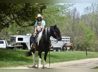 Cob Irlandese / Tinker / Gypsy Vanner, Castrone, 5 Anni, 145 cm, Tobiano-tutti i colori