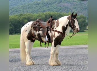 Cob Irlandese / Tinker / Gypsy Vanner, Castrone, 5 Anni, 147 cm, Pezzato