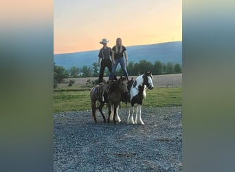 Cob Irlandese / Tinker / Gypsy Vanner, Castrone, 5 Anni, 147 cm, Pezzato