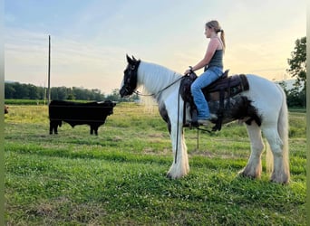 Cob Irlandese / Tinker / Gypsy Vanner, Castrone, 5 Anni, 147 cm, Pezzato