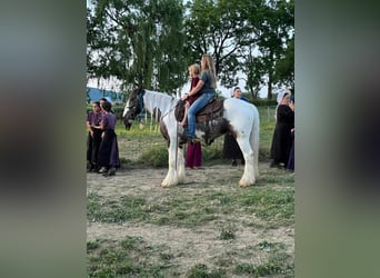 Cob Irlandese / Tinker / Gypsy Vanner, Castrone, 5 Anni, 147 cm, Pezzato