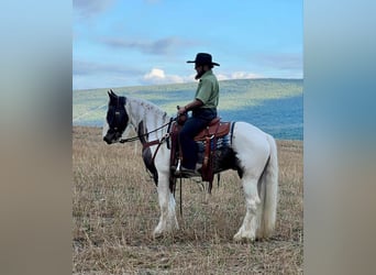 Cob Irlandese / Tinker / Gypsy Vanner, Castrone, 5 Anni, 147 cm, Pezzato