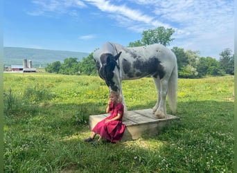 Cob Irlandese / Tinker / Gypsy Vanner, Castrone, 5 Anni, 147 cm, Pezzato