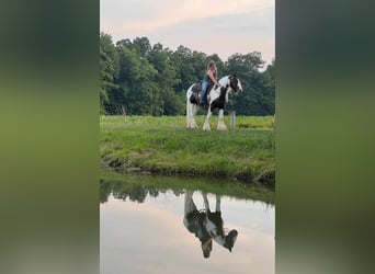 Cob Irlandese / Tinker / Gypsy Vanner, Castrone, 5 Anni, 147 cm, Pezzato