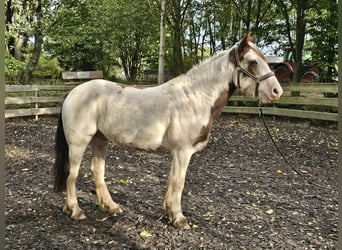 Cob Irlandese / Tinker / Gypsy Vanner Mix, Castrone, 5 Anni, 148 cm, Pezzato