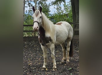 Cob Irlandese / Tinker / Gypsy Vanner Mix, Castrone, 5 Anni, 148 cm, Pezzato