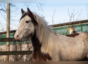 Cob Irlandese / Tinker / Gypsy Vanner Mix, Castrone, 5 Anni, 148 cm, Pezzato