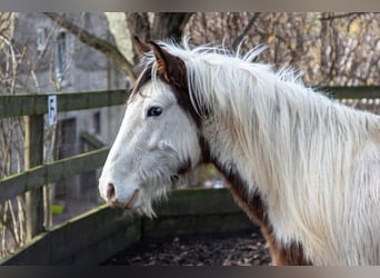 Cob Irlandese / Tinker / Gypsy Vanner Mix, Castrone, 5 Anni, 148 cm, Pezzato